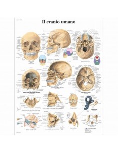 3B Scientific, tavola anatomica, Il cranio umano (cod, VR4131UU)