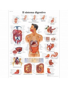 3B Scientific, tavola anatomica, Il sistema digestivo (cod, VR4422UU)