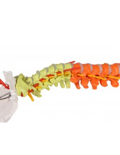 Modello di colonna vertebrale flessibile classica colorata con bacino A252