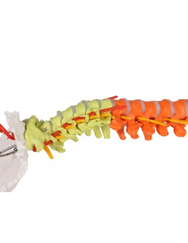 Modello di colonna vertebrale...