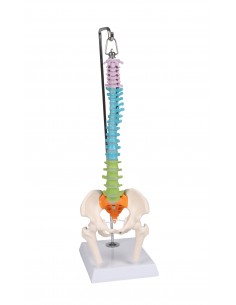 Colonna vertebrale colorata flessibile in miniatura A253