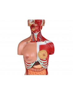 Erler Zimmer, modello di... 2