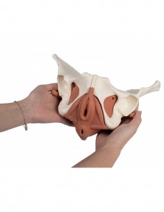 Modello anatomico di bacino femminile con pavimento pelvico, in 12 parti, magnetico Erler Zimmer 4076