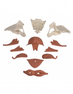 Modello anatomico di bacino... 2