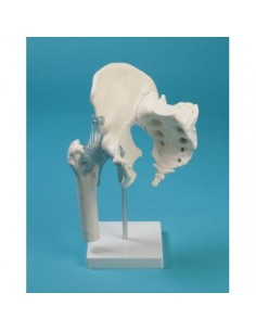 Erler Zimmer, modello funzionale di articolazione dell'anca, con legamenti, osso sacro e coccige, su stativo 4554